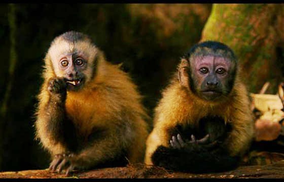 amazonia