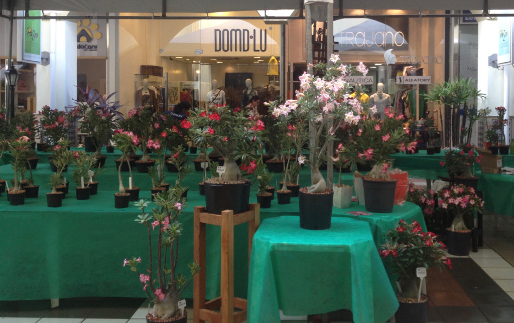 paseo-itaigara_feira-de-rosas-do-deserto-4-1